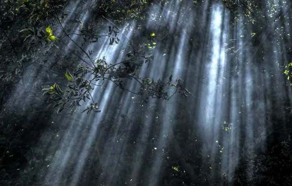 Forest, light, branches, nature