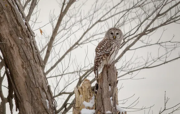 Picture branches, tree, owl, A barred owl
