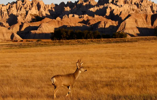 Grass, nature, rocks, horns, female, mule deer