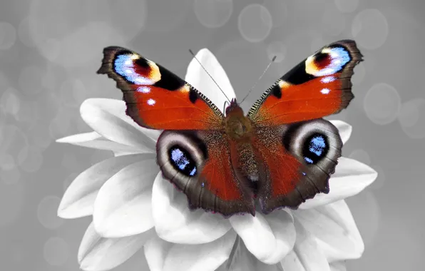 Picture flower, butterfly, color, Color splash