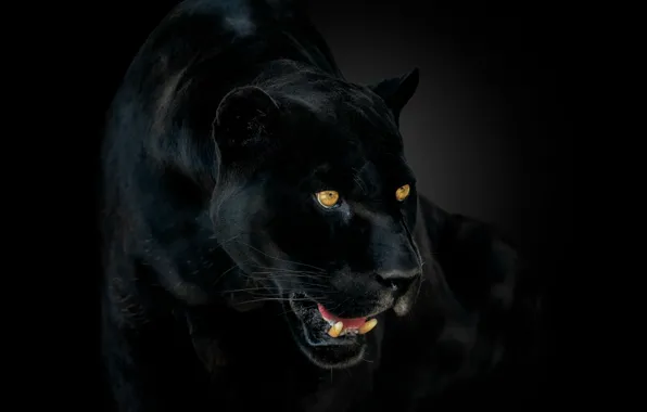 Eyes, Panther, fangs, Jaguar, jaguar, eyes, panther, catch