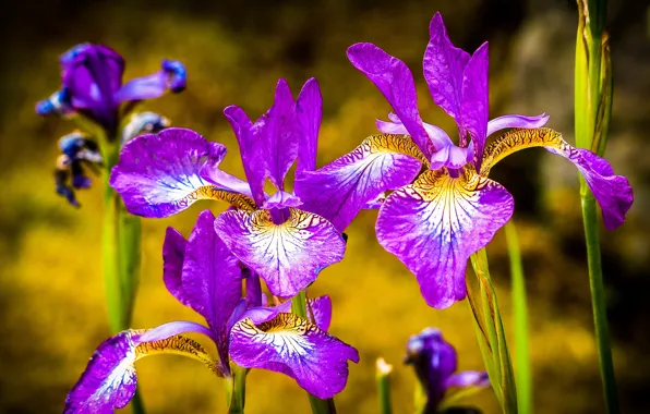 Picture macro, petals, Irises