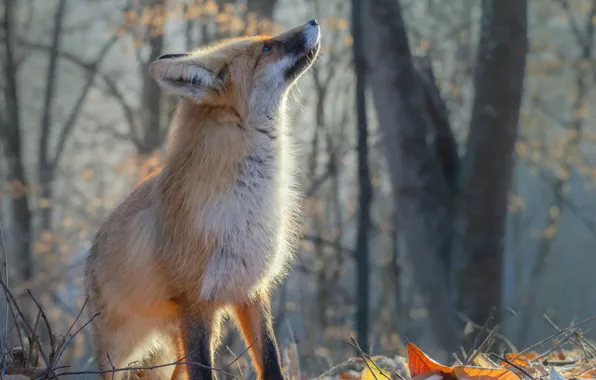 Autumn, Fox, red, Yuriy Shevchenko
