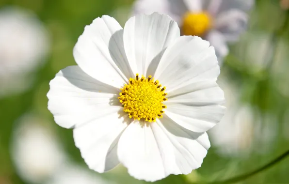 Picture flowers, petals, kosmeya