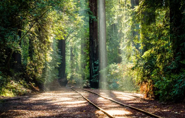 Forest, trees, rails, railroad