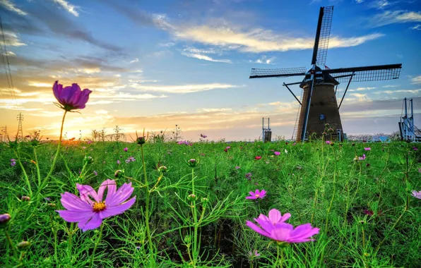 Picture flowers, meadow, mill, kosmeya