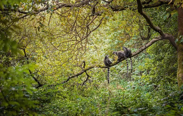 Madagascar, the primacy of, a ring-tailed lemur, Katta, ring-tailed lemur