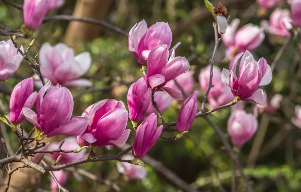 Picture tree, pink, spring, Magnolia
