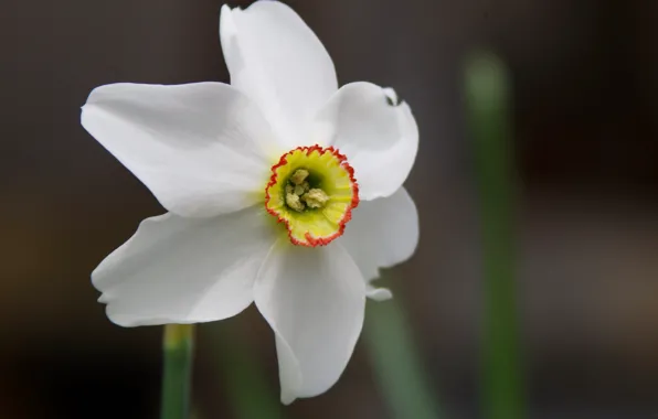White, flower, macro, Narcissus, fringe