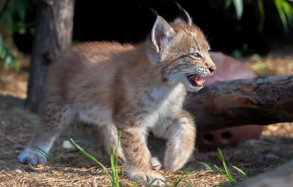 Baby, cub, kitty, lynx, wild cat, a small lynx, Oleg Bogdanov