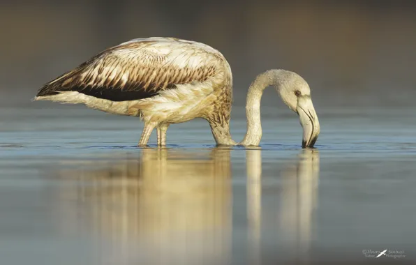 Lake, bird, Flamingo