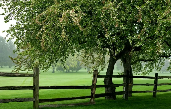Picture field, summer, tree, the fence