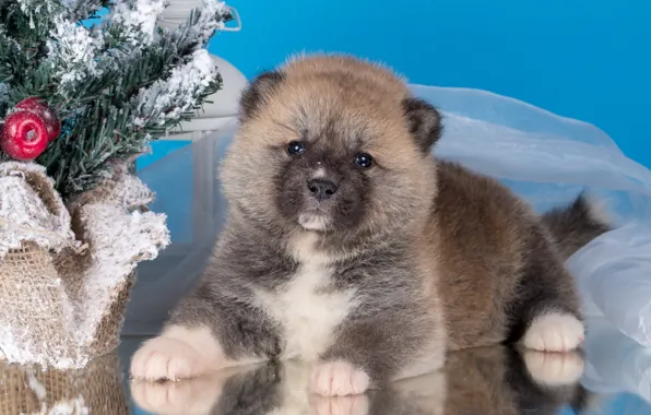 Tree, puppy, Japanese Akita