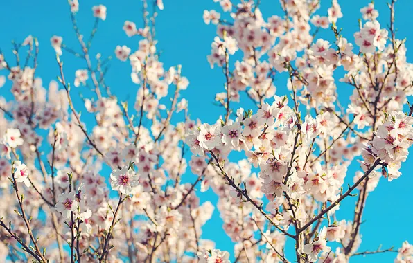 Flowers, branches, cherry, spring, white, flowering, blue background, bokeh