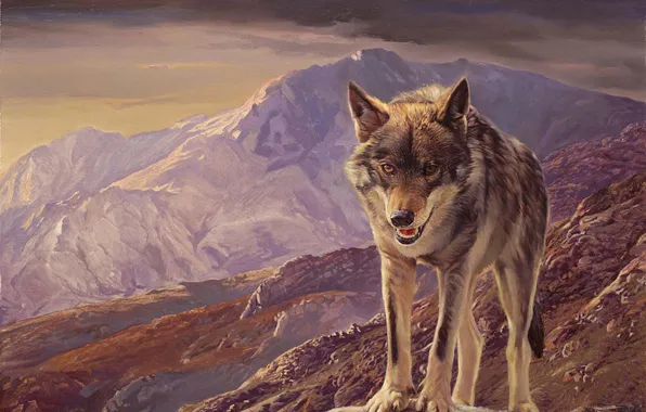 Nature, predator, animal, wolf, wildlife, portrait, portrait., wolf art
