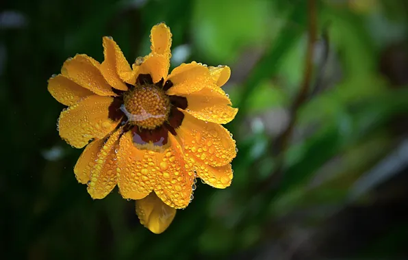 Picture Macro, Drops, Macro, Drops, Yellow flower, Yellow flower