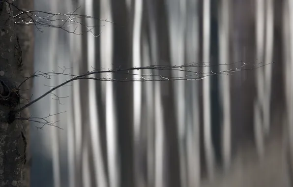 Trees, branches, background