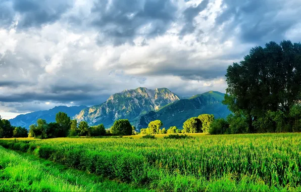Picture greens, grass, mountains, beauty