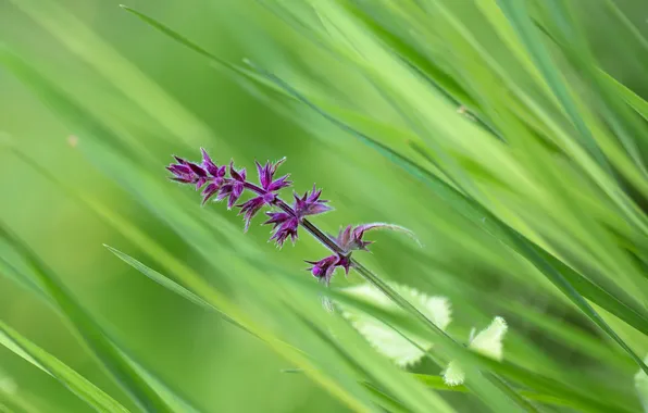 Field, grass, macro, flowers, meadow