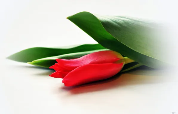 Leaves, red, Tulip, blur, white background