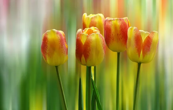 Picture blur, tulips, buds