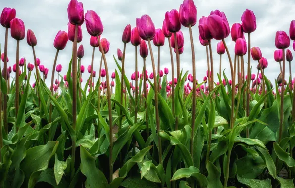 Flowers, spring, tulips, pink