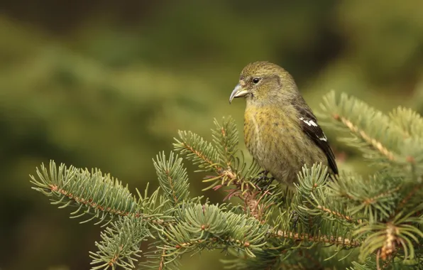 Picture branches, background, bird, needles, Klest