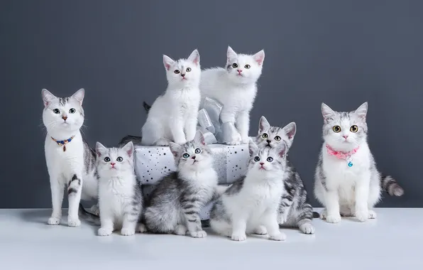 Look, cats, pose, kittens, faces