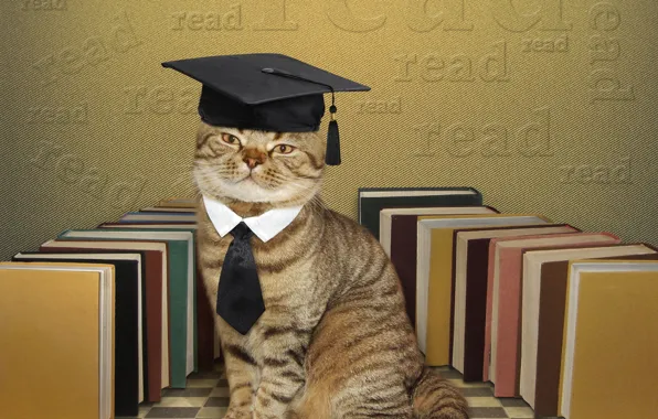 Cat, books, humor, hat, tie, scientist