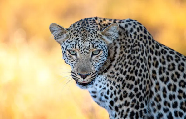 Look, face, portrait, leopard, yellow background, bokeh