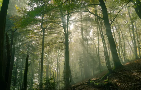Forest, summer, the sun, rays, light, trees, branches, nature