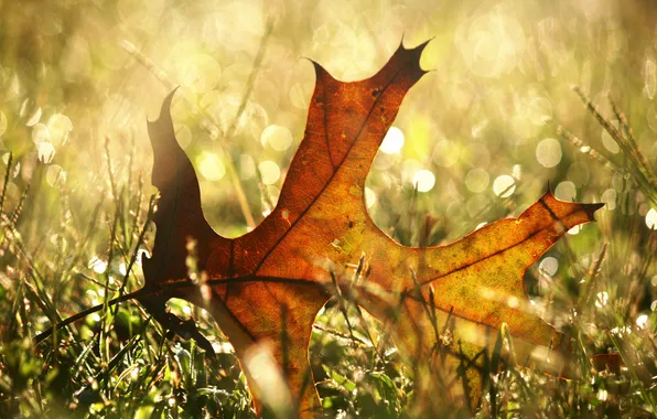Picture autumn, grass, macro, sheet