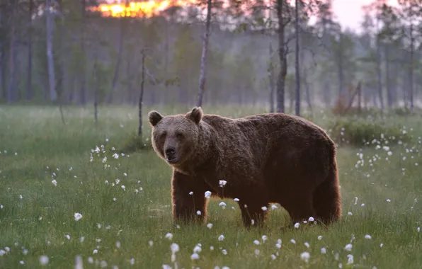 Field, look, nature, bear, bear, brown, cotton