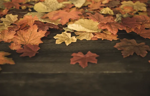 Picture autumn, leaves, background, tree, colorful, Board, wood, background
