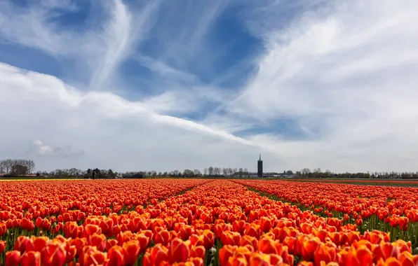Field, the sky, clouds, flowers, blue, tower, spring, dal