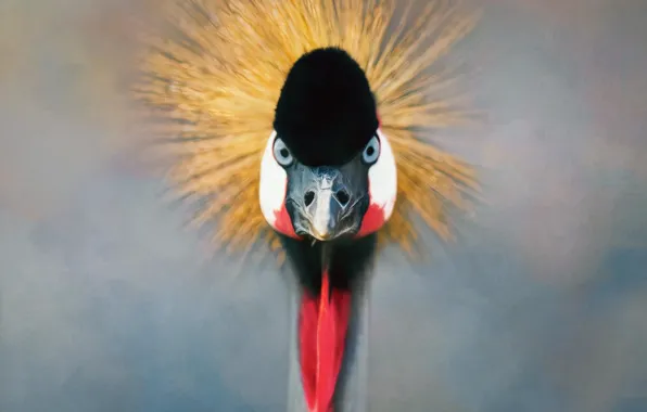 Look, background, bird, portrait, treatment, crane, crest, crowned crane