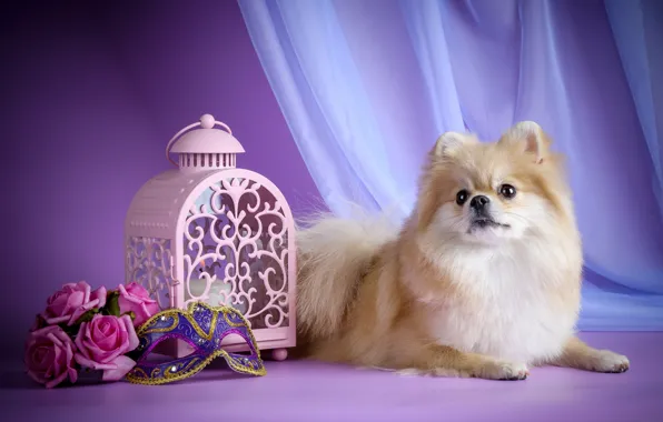 Roses, mask, lantern, puppy, Spitz