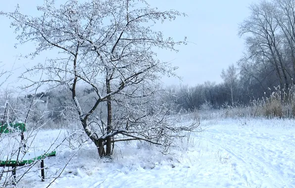 Winter, frost, forest, snow, bench, forest, winter, snow