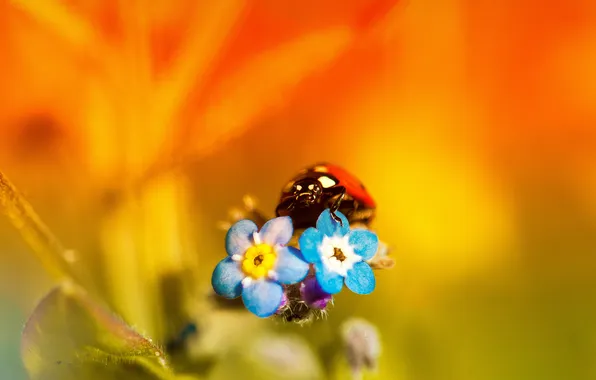 Flowers, nature, ladybug, petals, insect