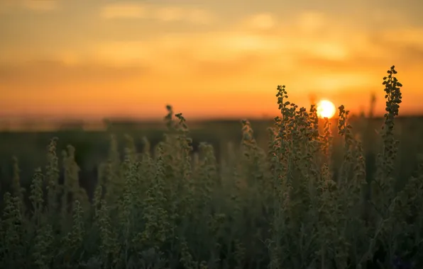 Field, grass, landscape, sunset