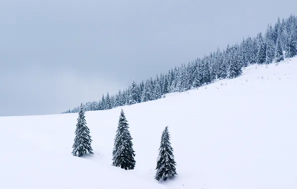 Picture winter, snow, trees, nature, tree, landscapes, snow, winter wallpapers