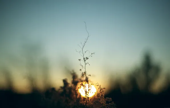 The sun, dawn, branch, morning