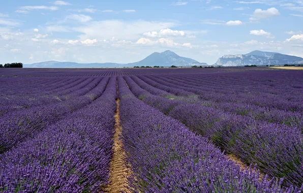 Summer, the sky, clouds, flowers, mountains, perspective, dal, haze