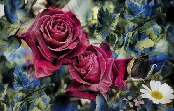 Leaves, collage, roses, chamomile