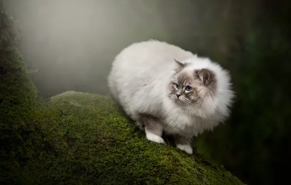 Forest, cat, cat, look, nature, moss, face, ragdoll