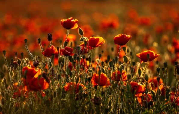 Picture summer, light, flowers, red, background, glade, Mac, Maki