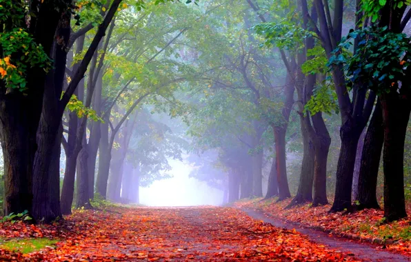 Autumn, Park, alley
