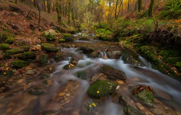 Autumn, forest, leaves, stream, stones, for, moss, slope