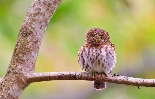 Look, green, background, tree, owl, bird, branch, bird