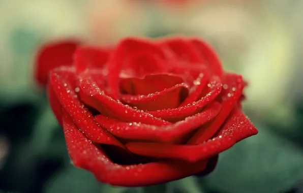Flower, drops, macro, rose, petals, red, scarlet